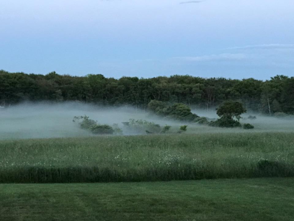 Green field with fog