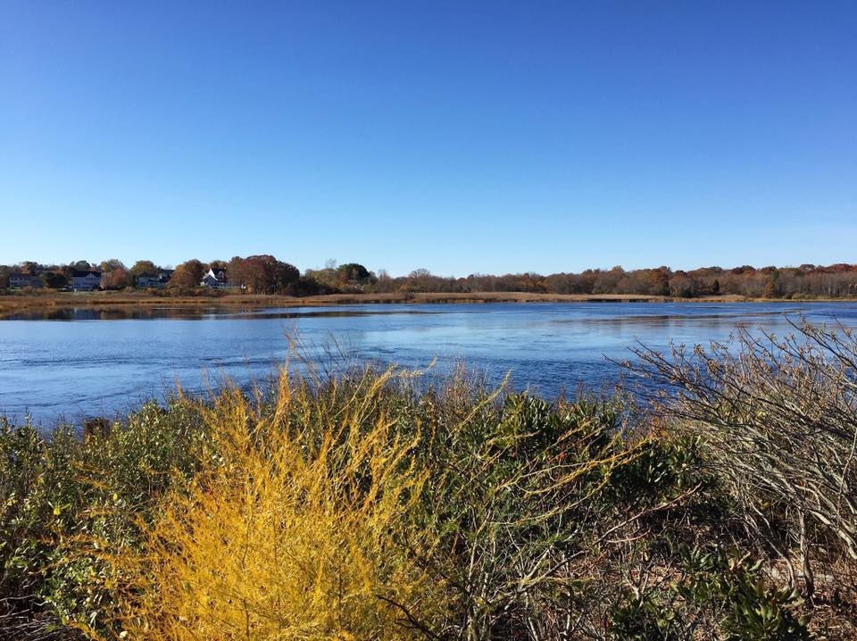 Bushes on the side of the lake