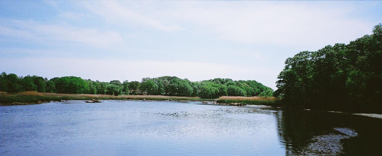 Lake surrounded by lush green trees