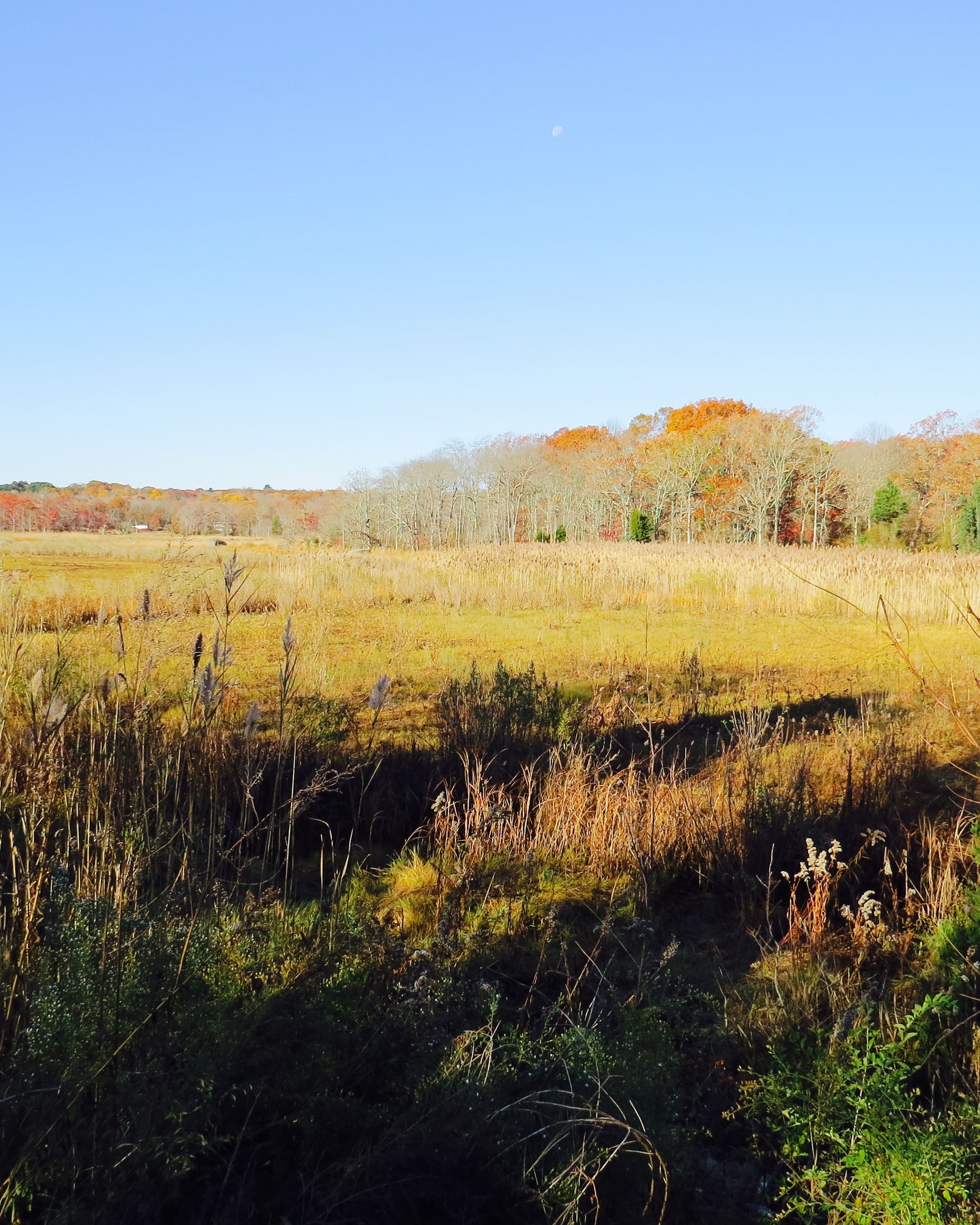 Open field with trees in the distance